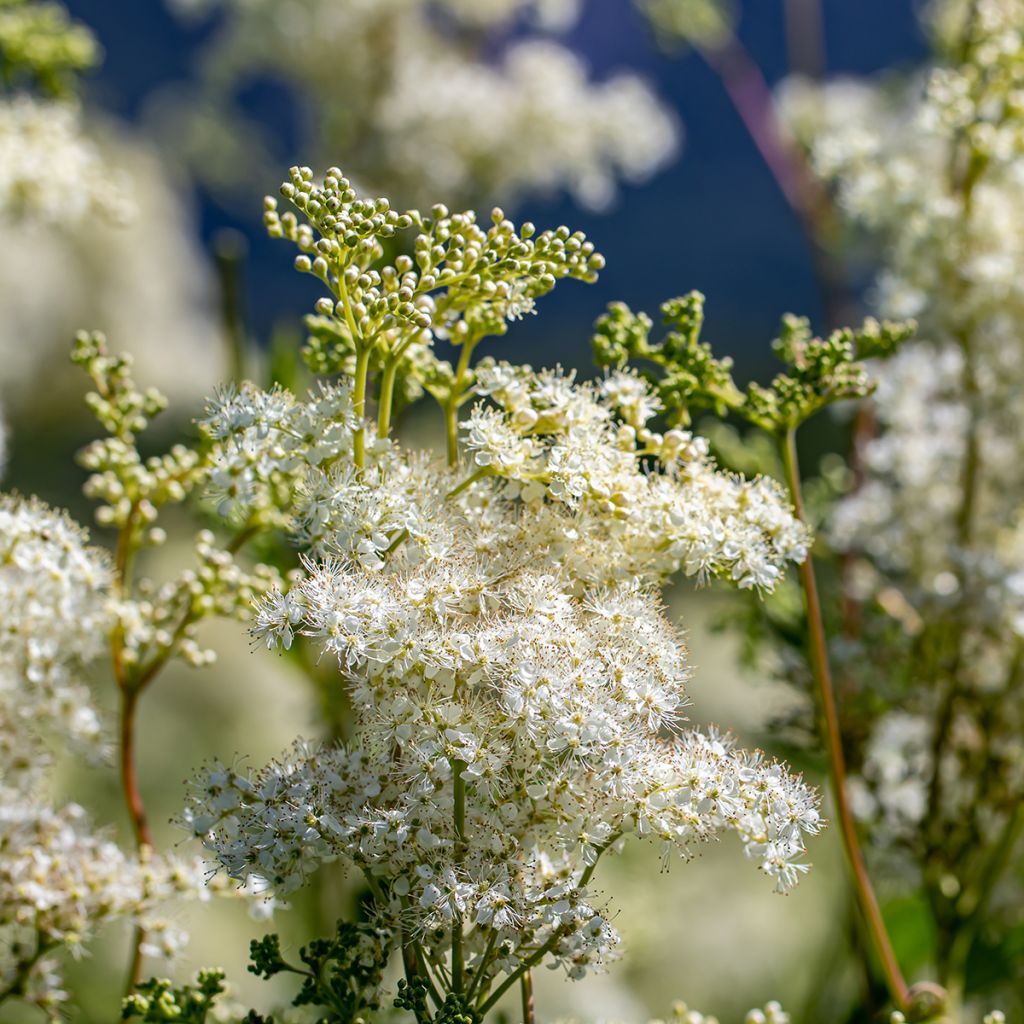 Sikoangervo - Filipendula vulgaris