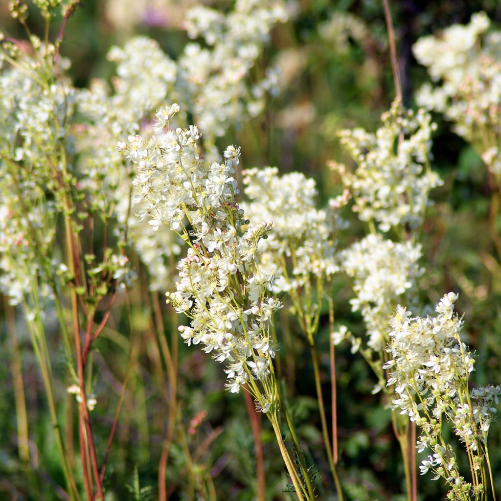 Sikoangervo - Filipendula vulgaris