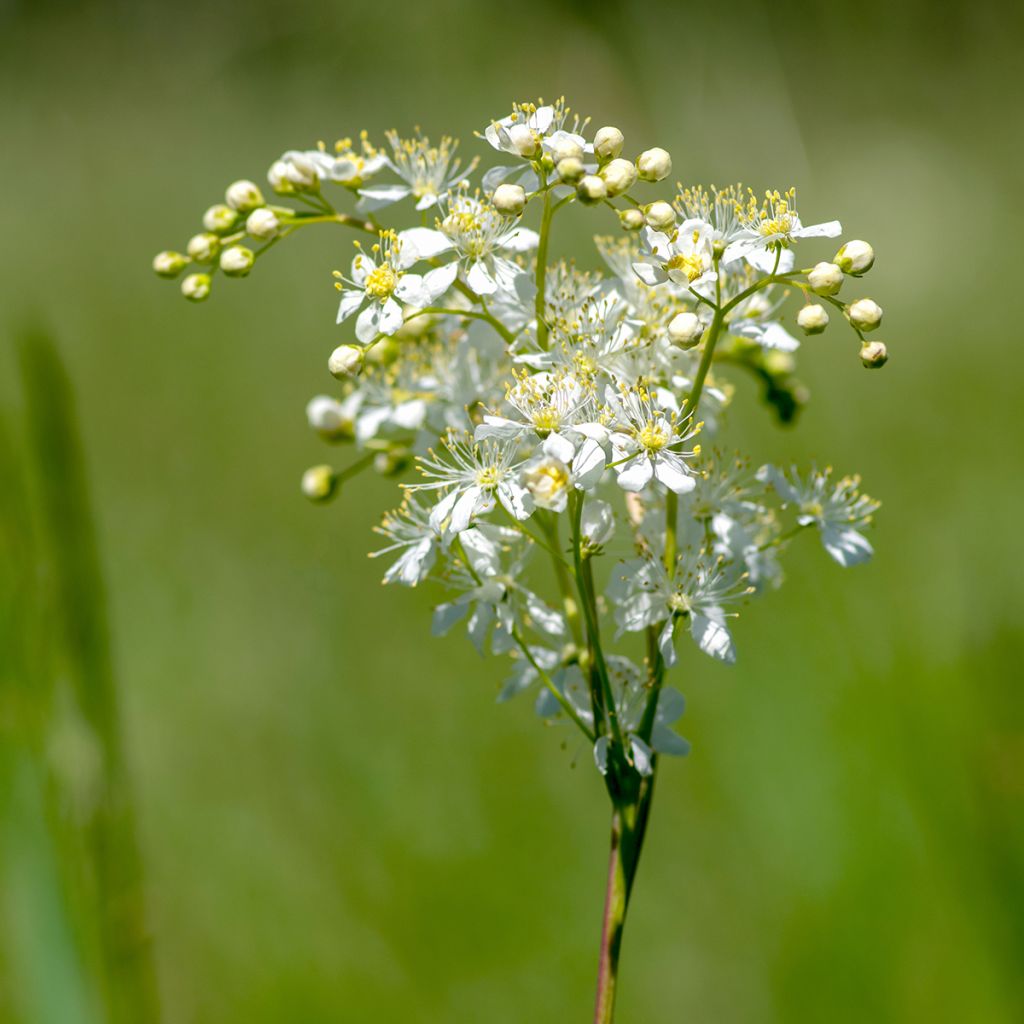 Sikoangervo - Filipendula vulgaris
