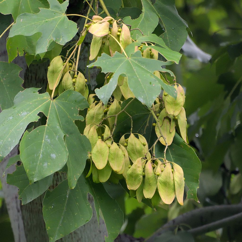 Firmiana simplex