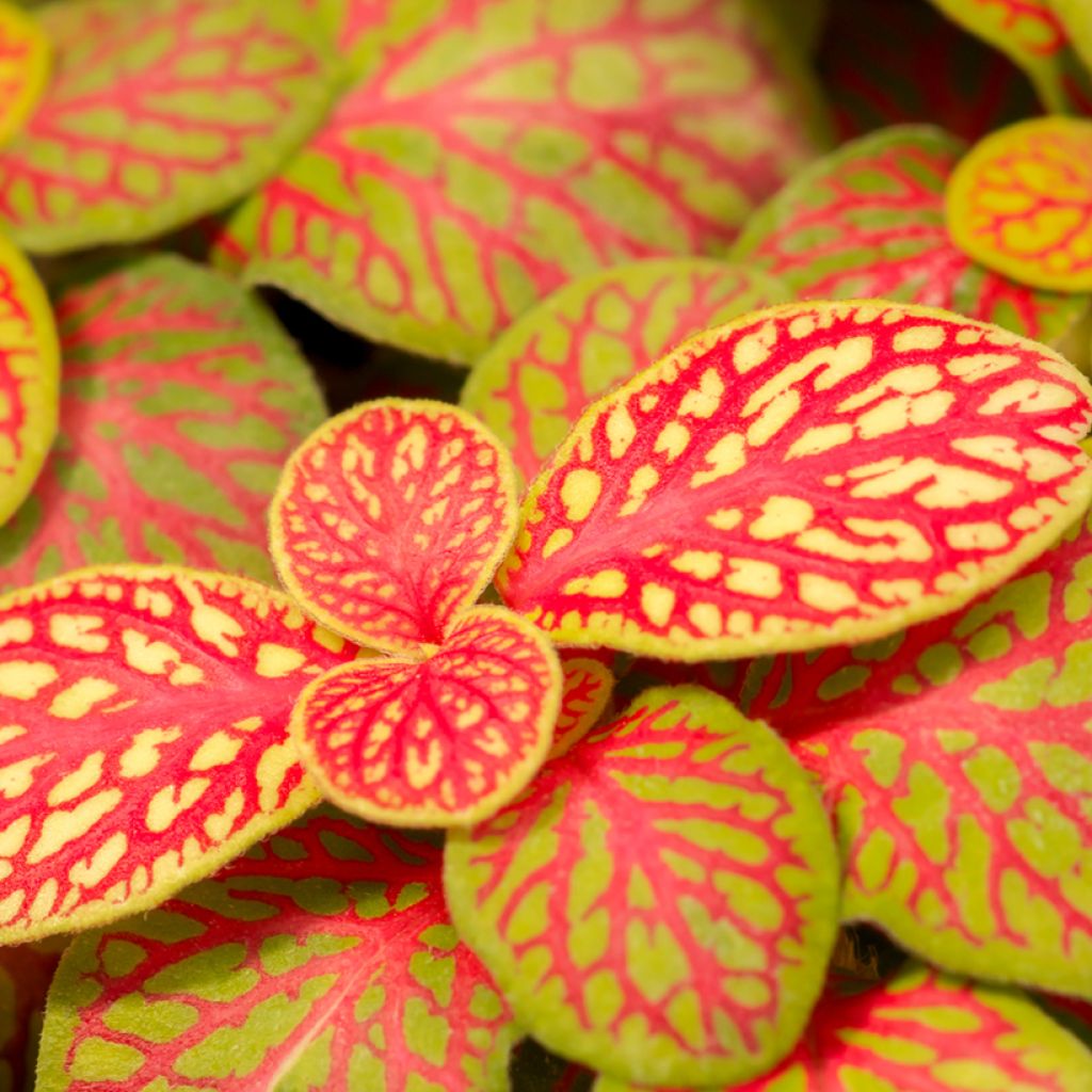 Fittonia albivenis Skeleton