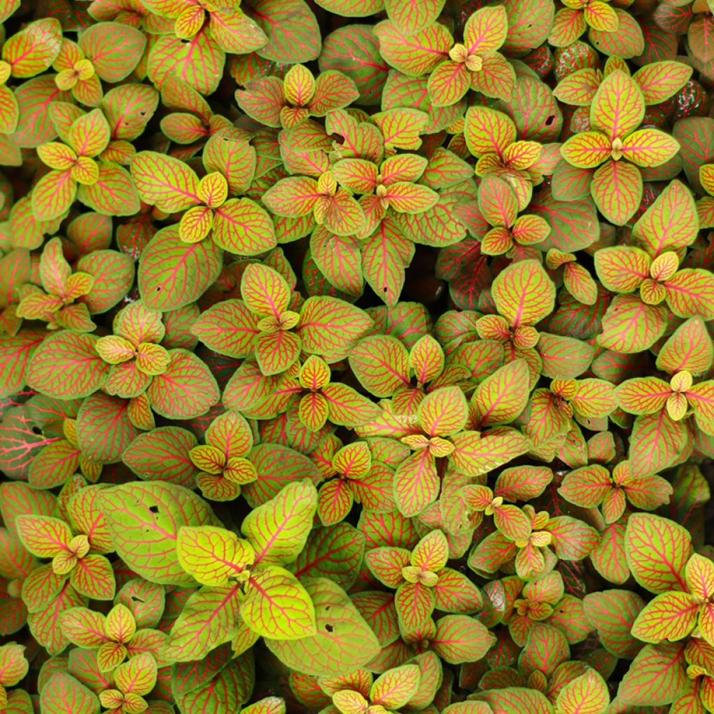 Fittonia albivenis Skeleton
