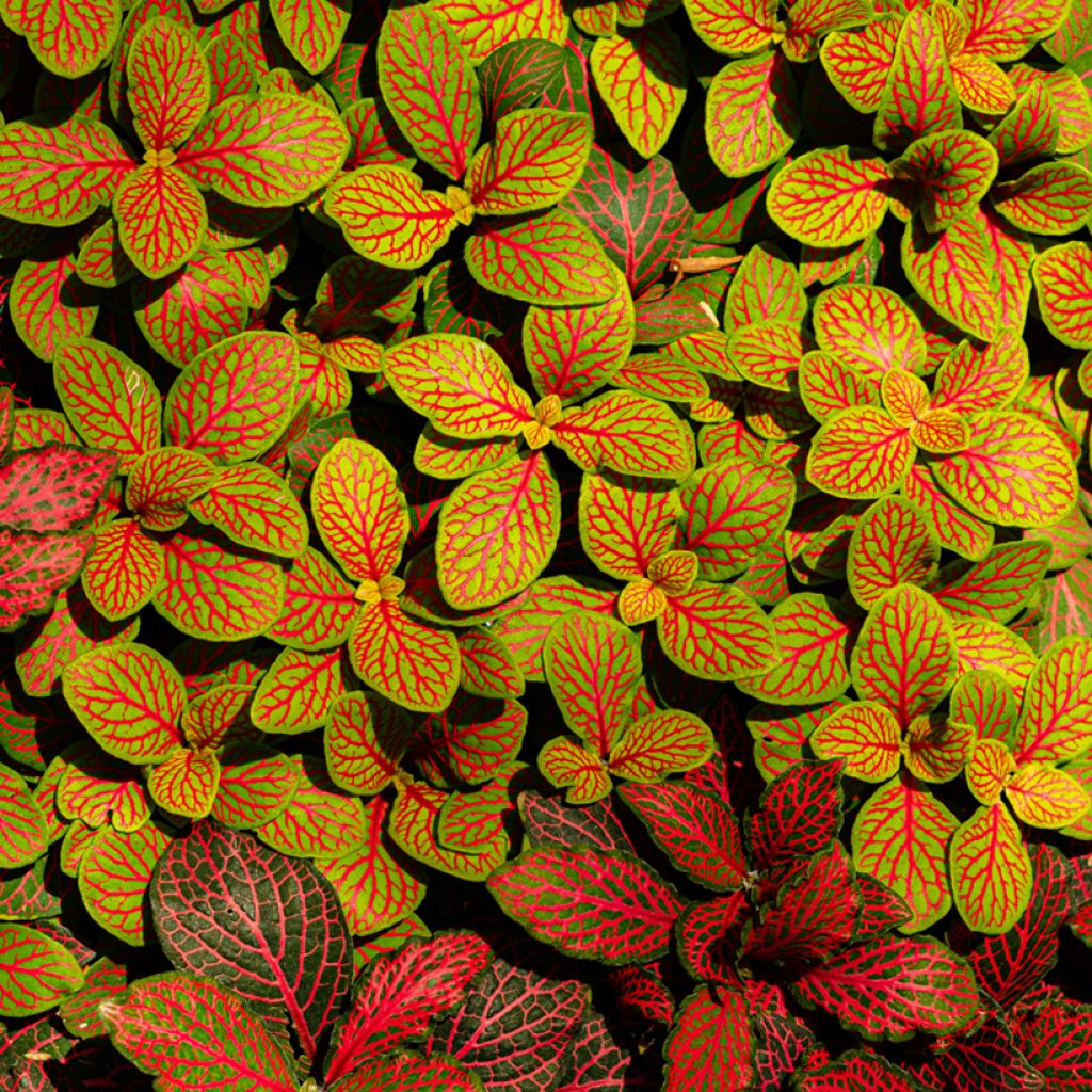Fittonia albivenis Skeleton