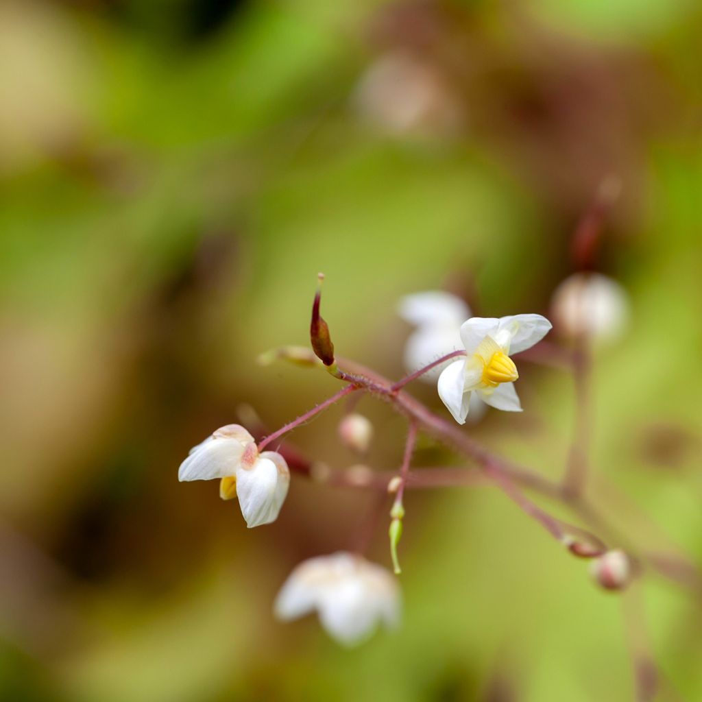 Varjohiippa - Epimedium pubigerum