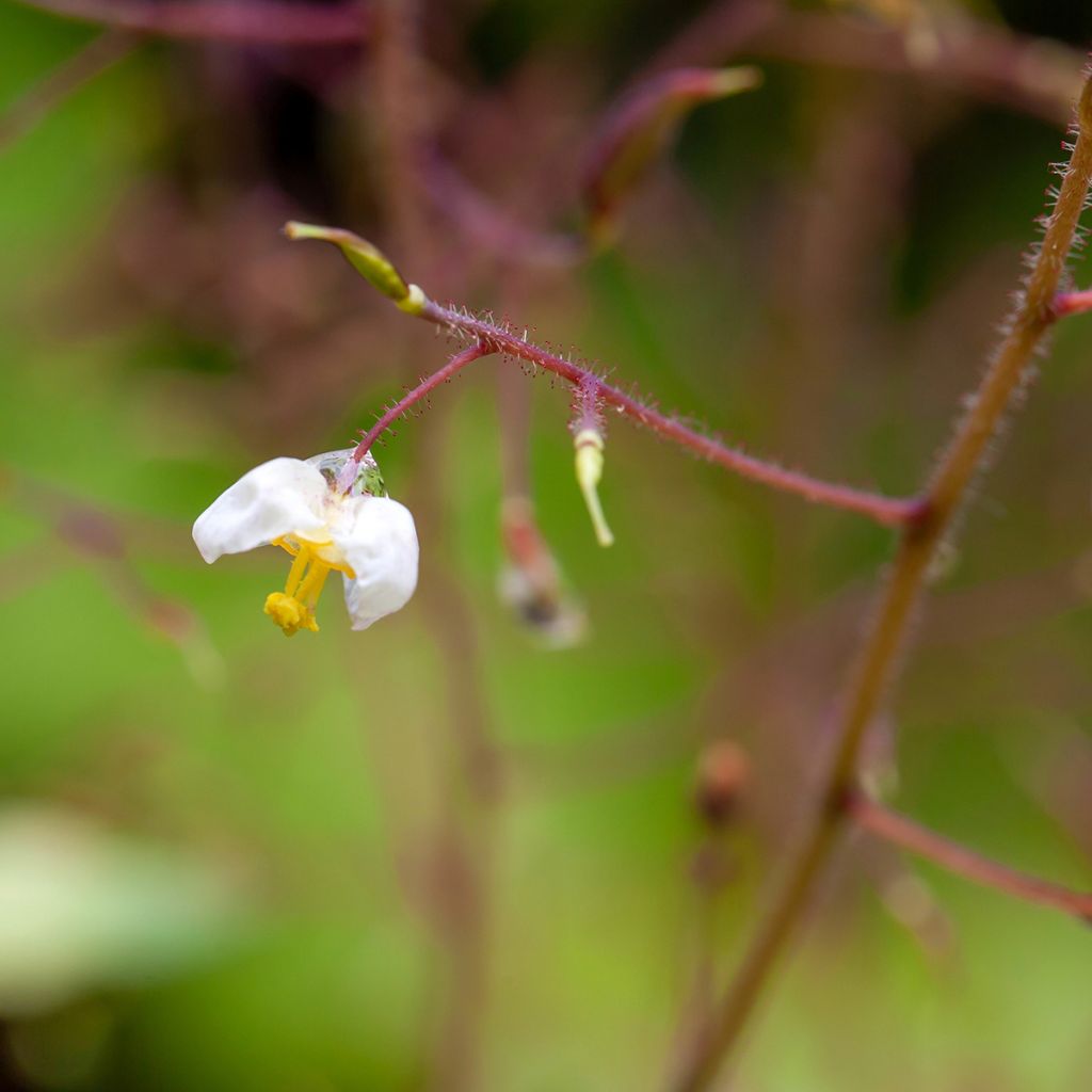 Varjohiippa - Epimedium pubigerum