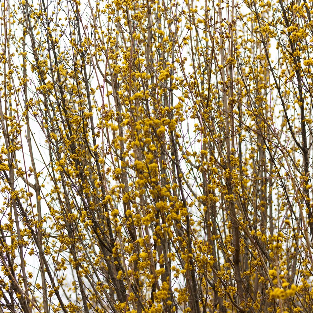 Komeaonnenpensas Marée d'Or