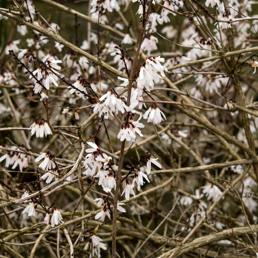 Vitipensas - Abeliophyllum distichum