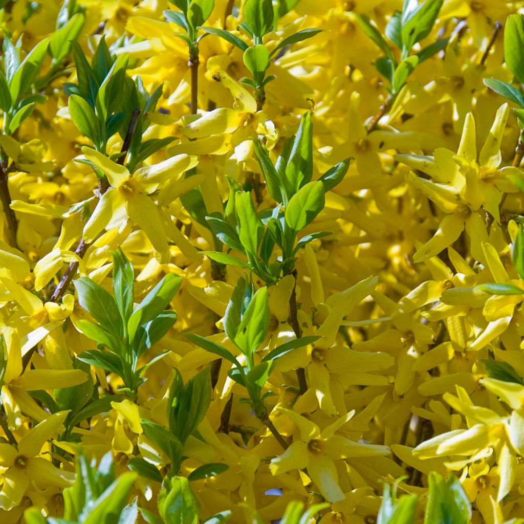 Komeaonnenpensas Golden Times