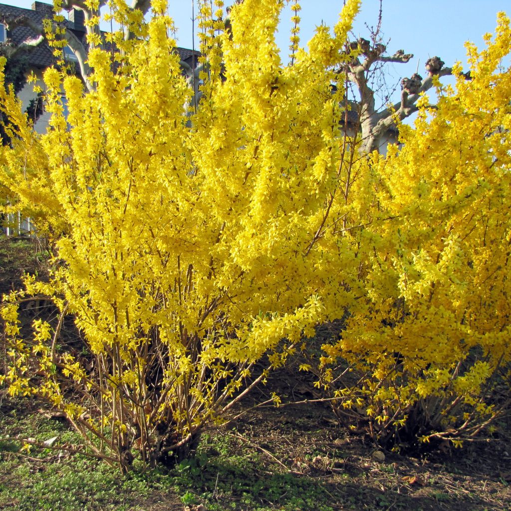 Komeaonnenpensas Spectabilis