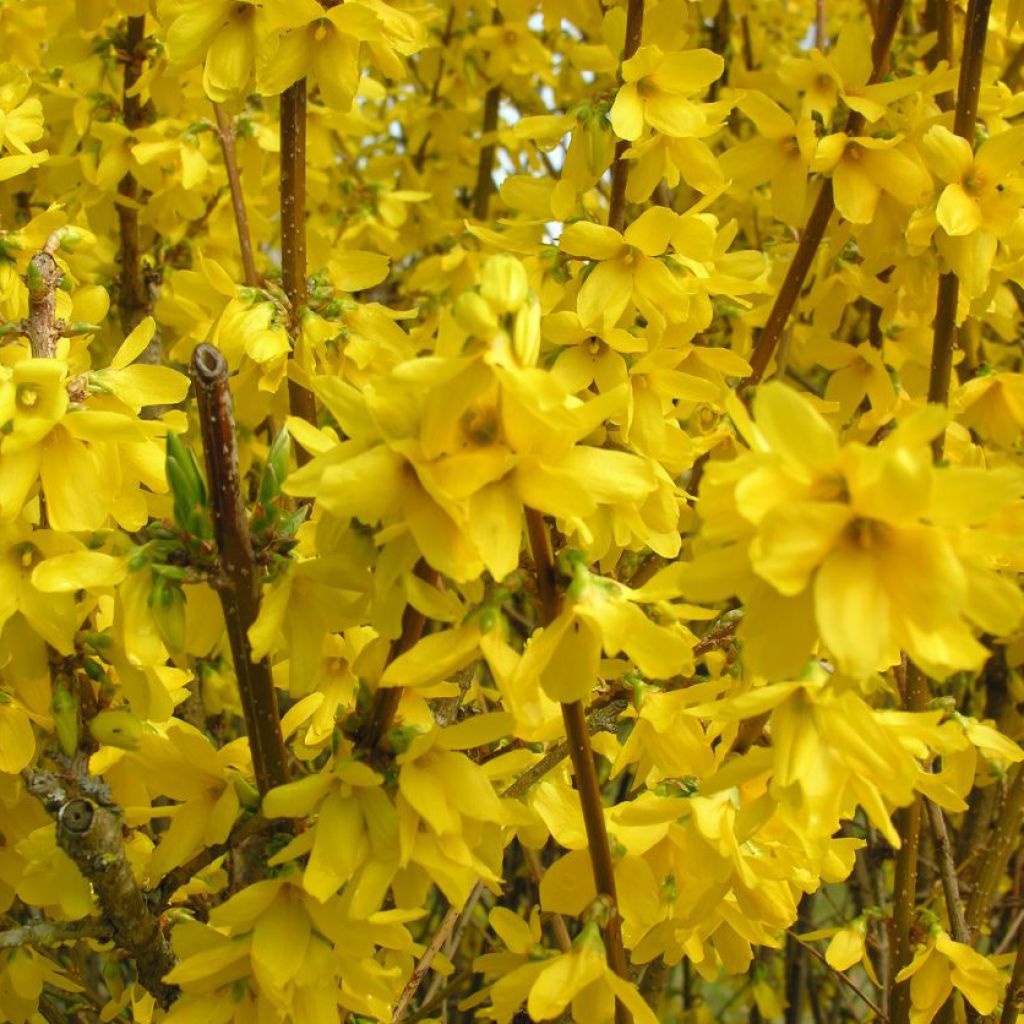 Komeaonnenpensas Spectabilis