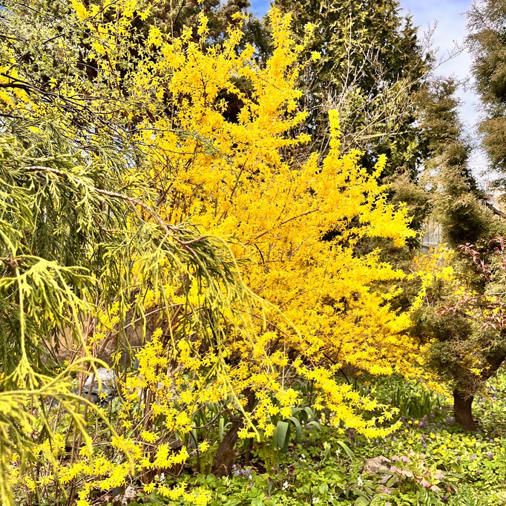 Komeaonnenpensas Spectabilis