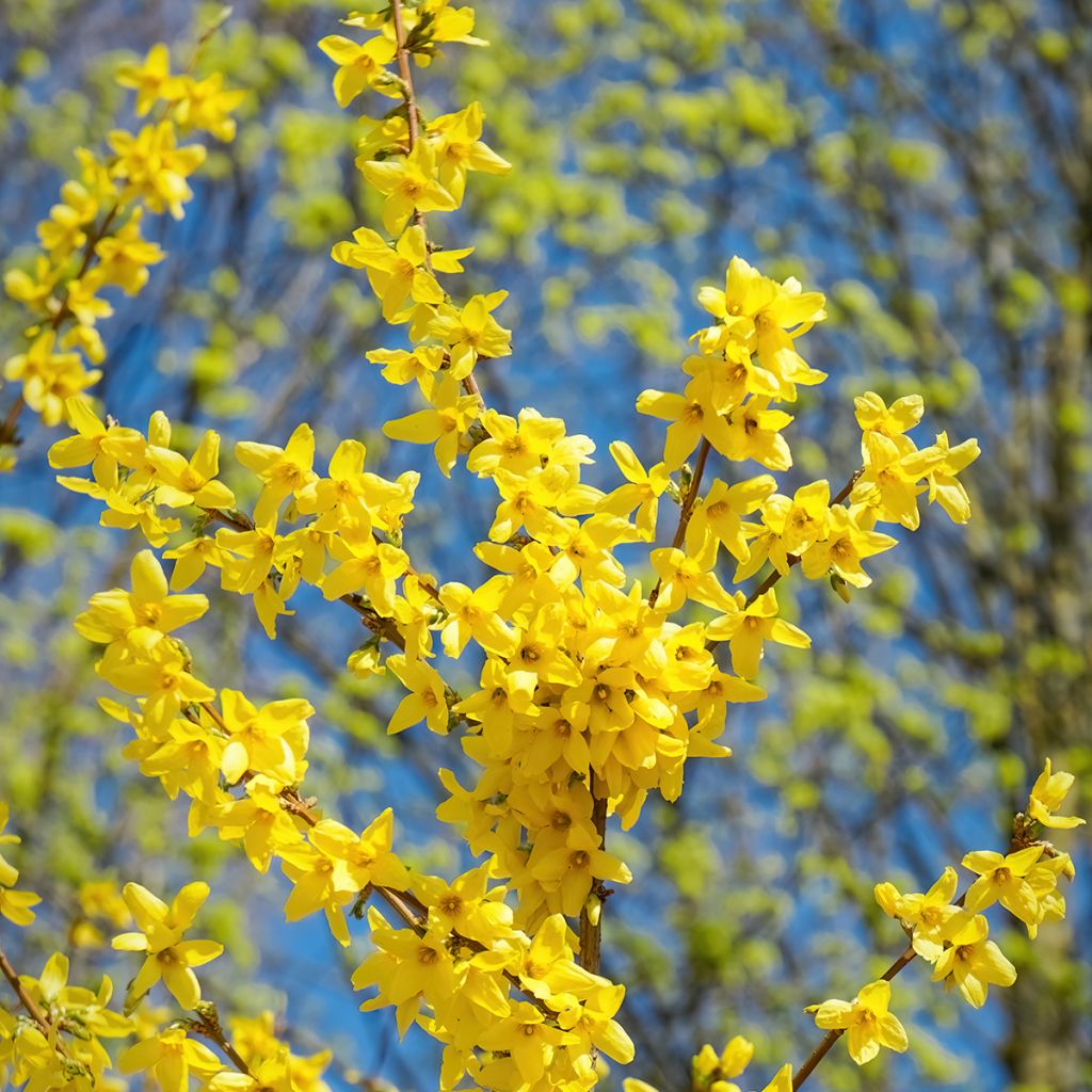 Komeaonnenpensas Spectabilis