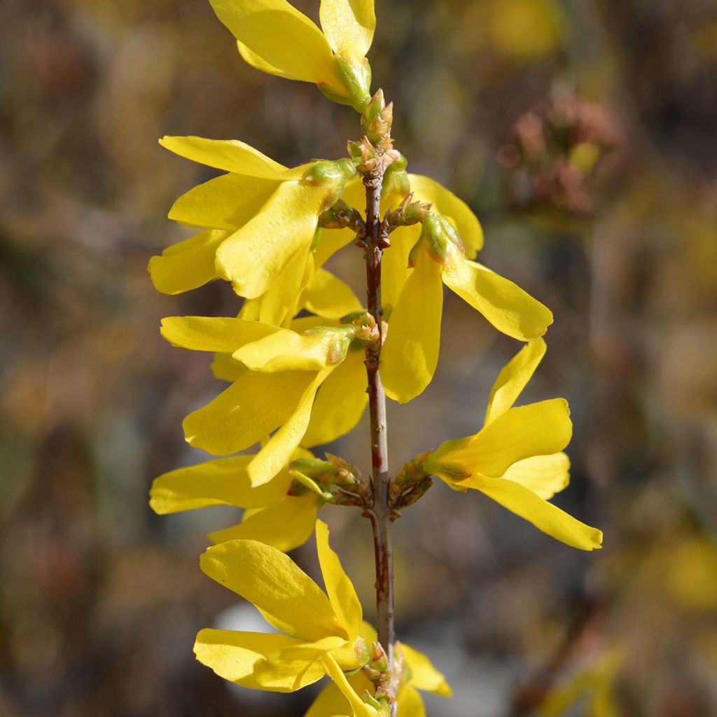 Komeaonnenpensas Spectabilis