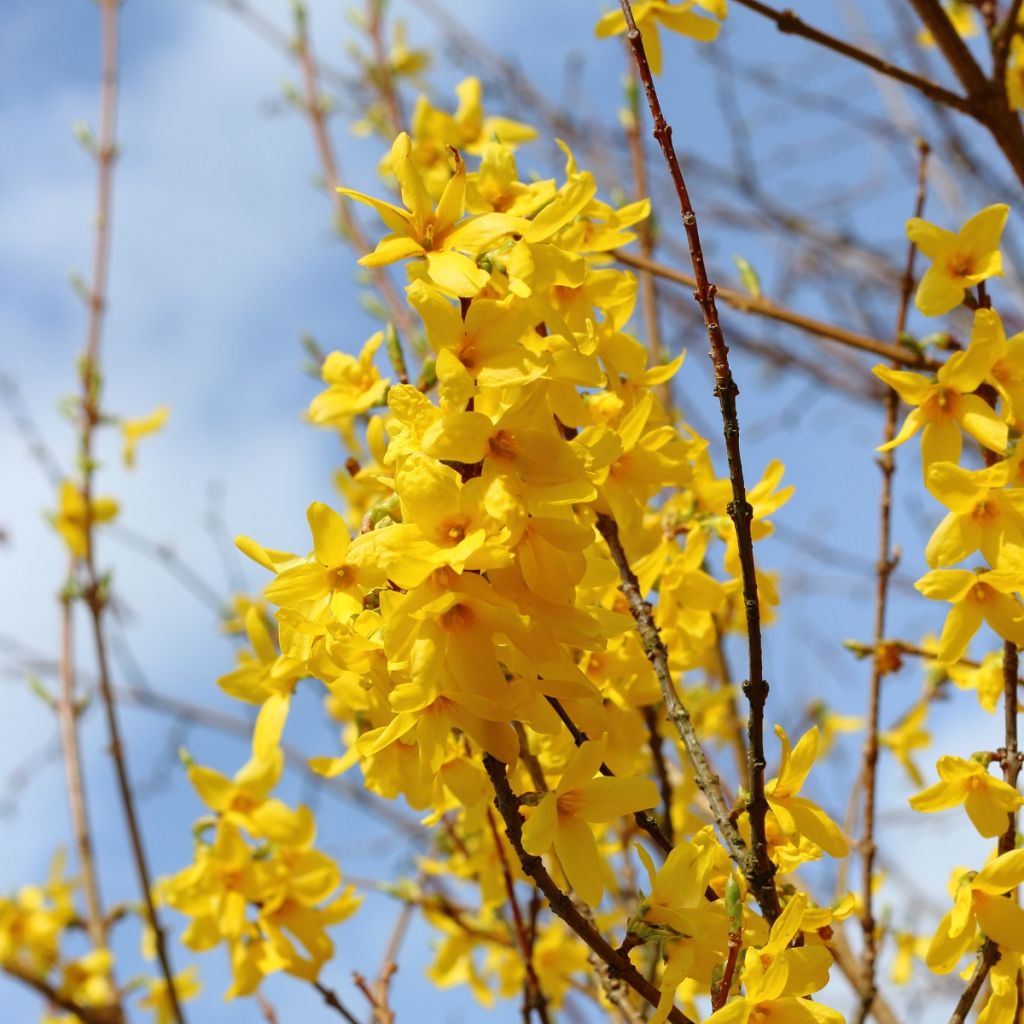Komeaonnenpensas - Forsythia x intermedia