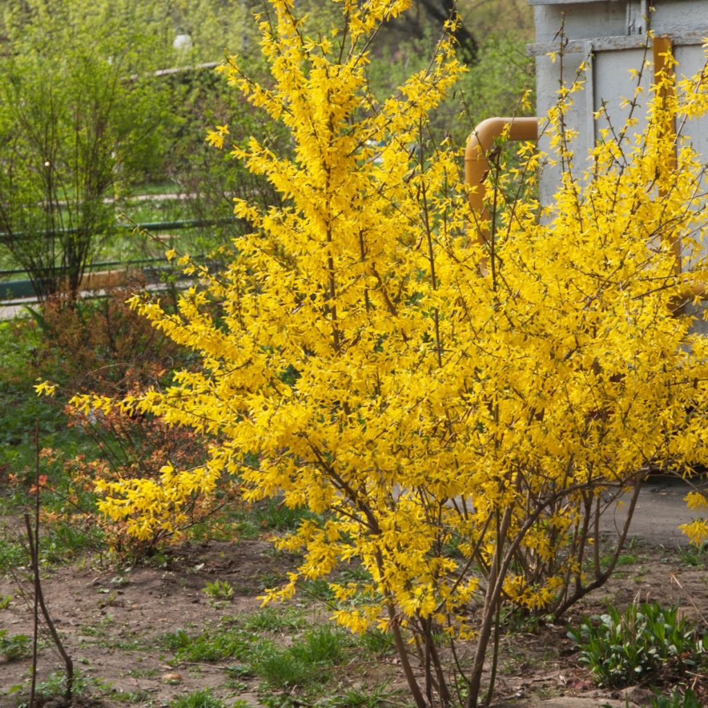 Komeaonnenpensas - Forsythia x intermedia