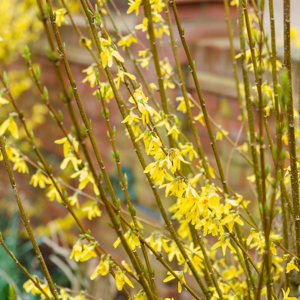 Komeaonnenpensas - Forsythia x intermedia
