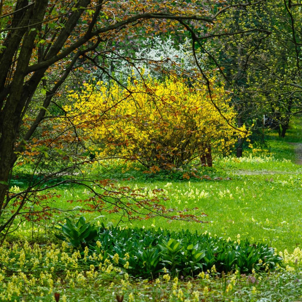 Komeaonnenpensas - Forsythia x intermedia
