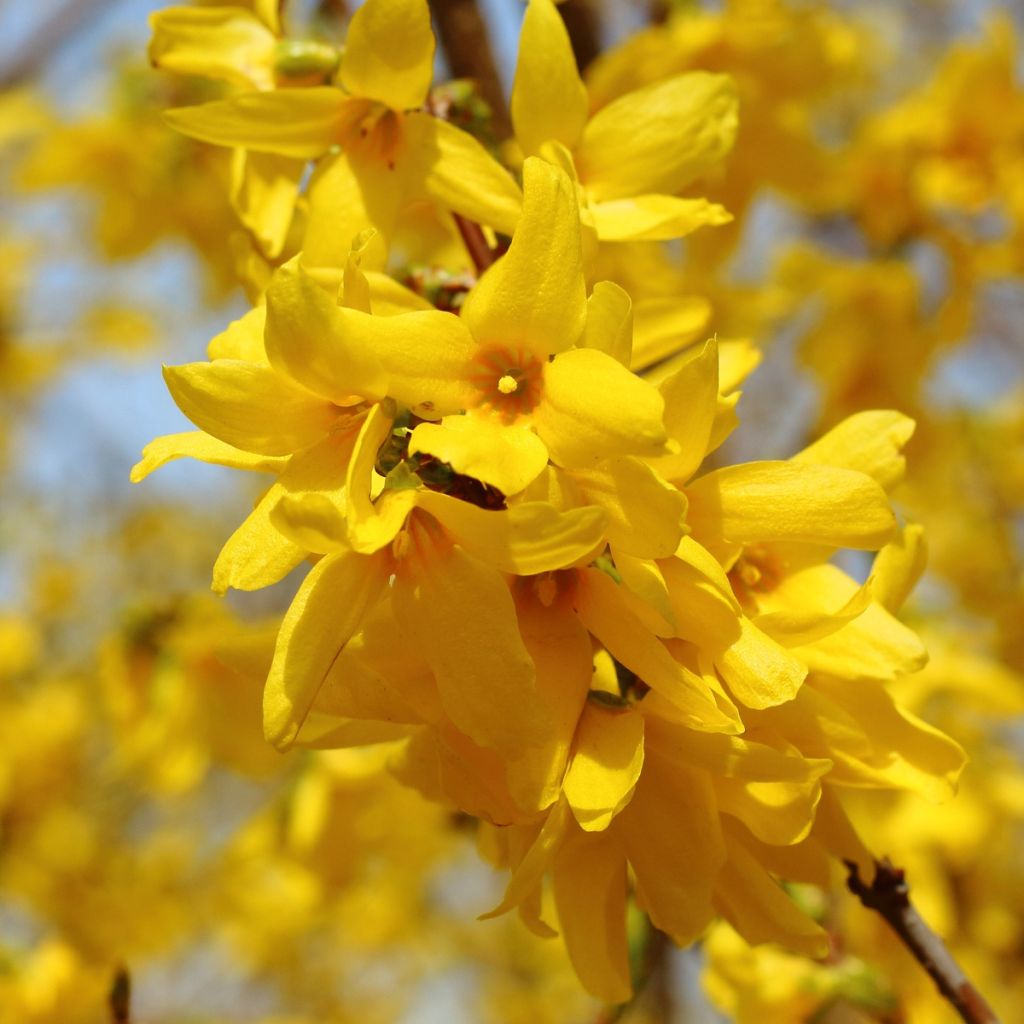 Komeaonnenpensas - Forsythia x intermedia