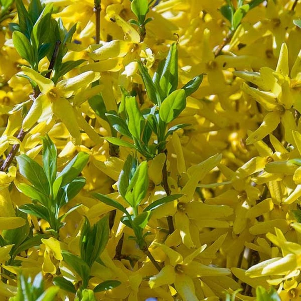 Komeaonnenpensas - Forsythia x intermedia