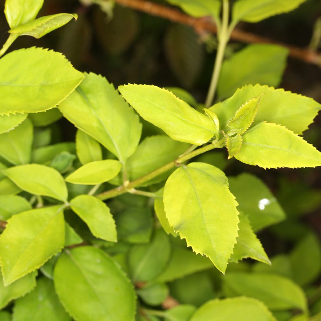 Riippaonnenpensas Aurea