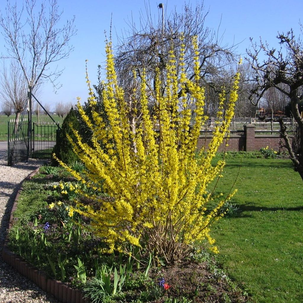 Komeaonnenpensas Lynwood