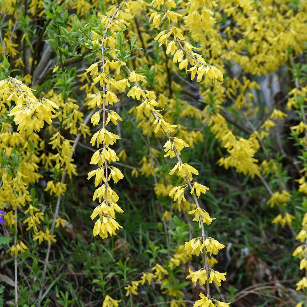 Riippaonnenpensas Aurea