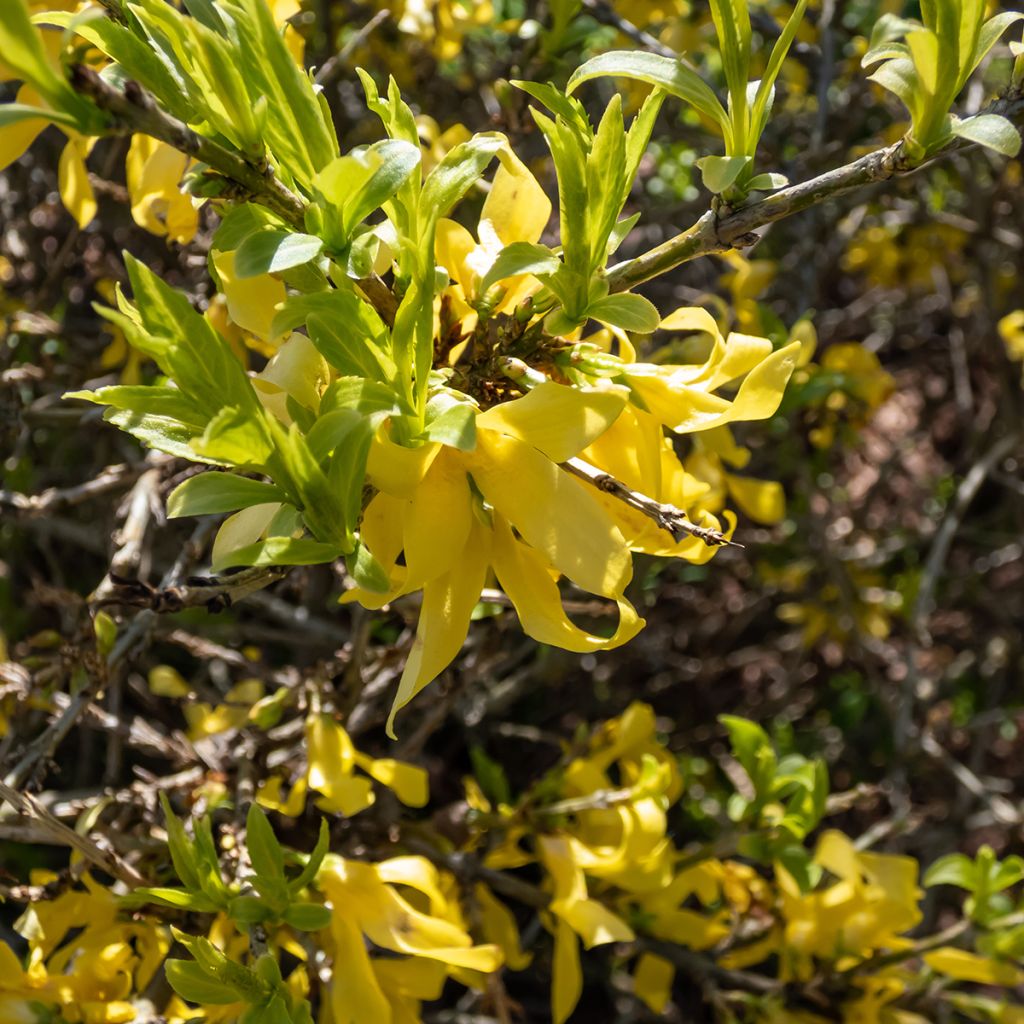 Riippaonnenpensas Aurea