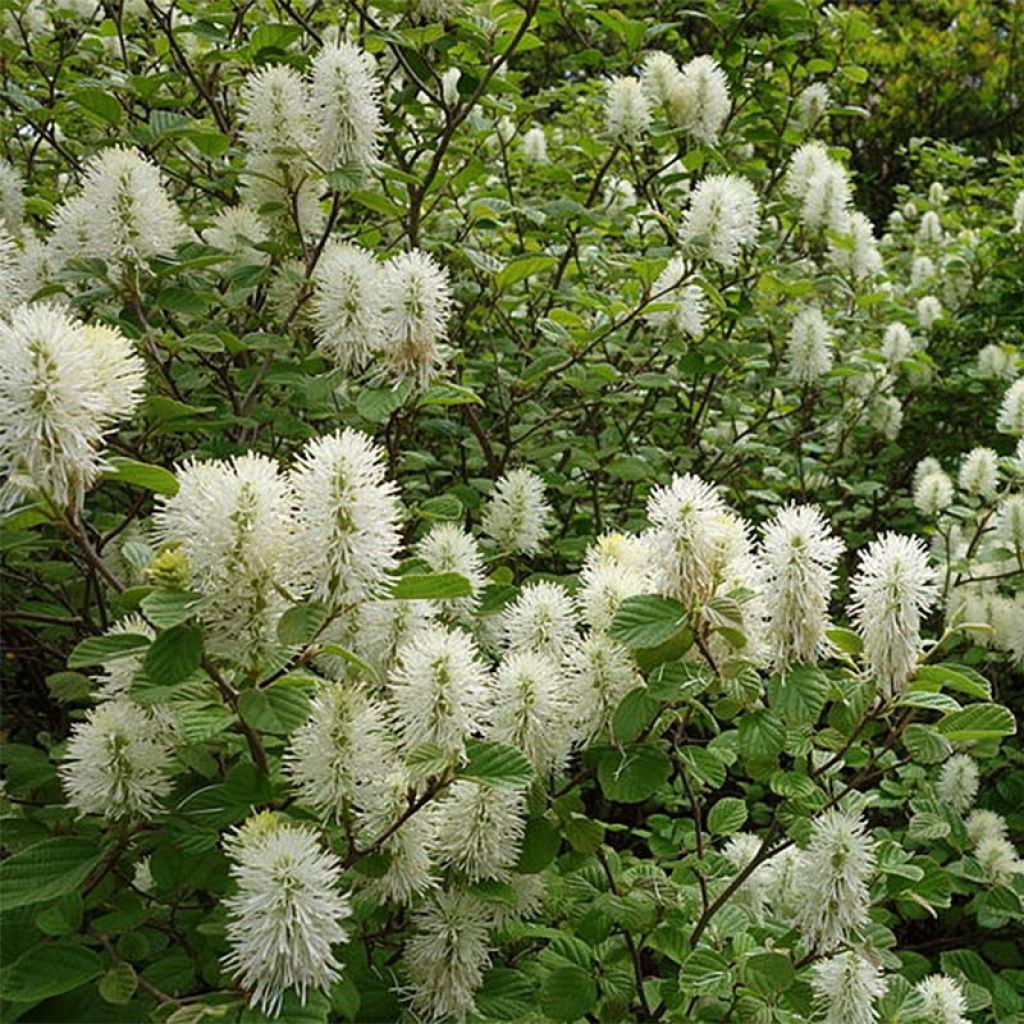 Höyhenpensas - Fothergilla gardenii