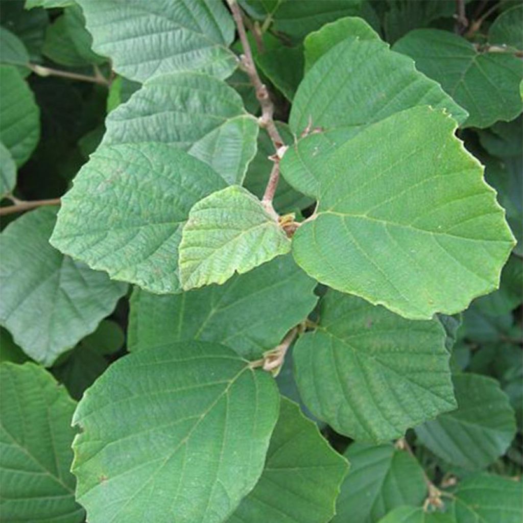 Höyhenpensas - Fothergilla gardenii