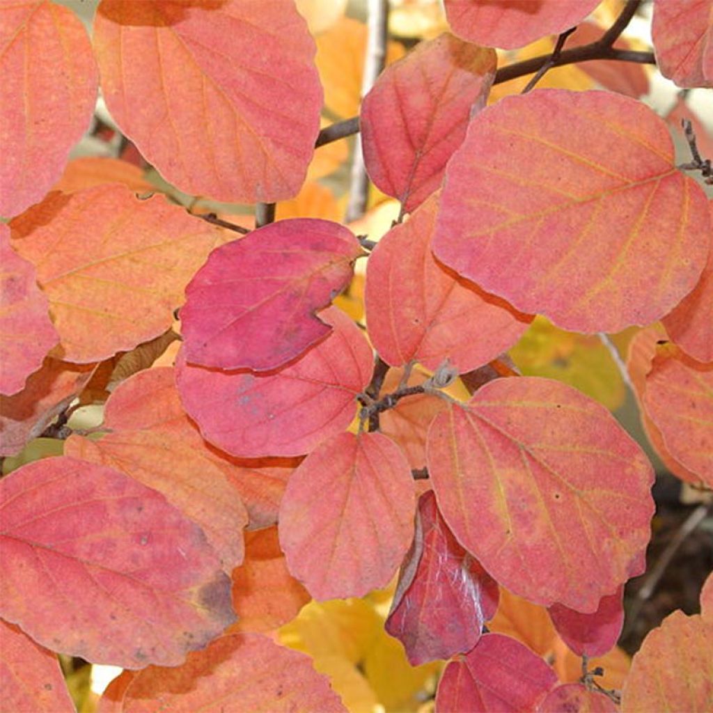 Höyhenpensas - Fothergilla gardenii