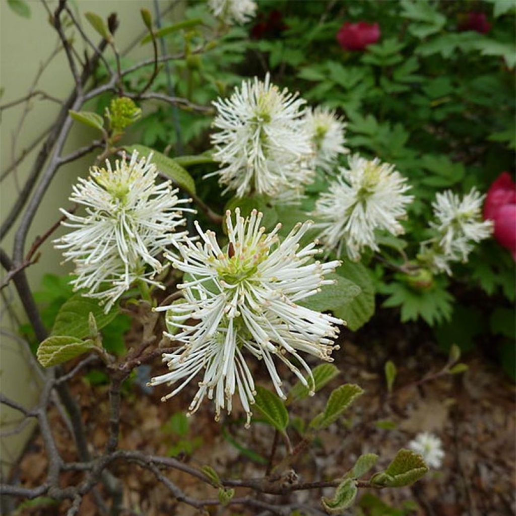 Höyhenpensas - Fothergilla gardenii
