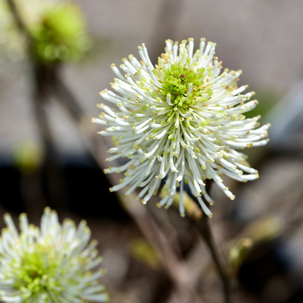 Höyhenpensas Suzanne