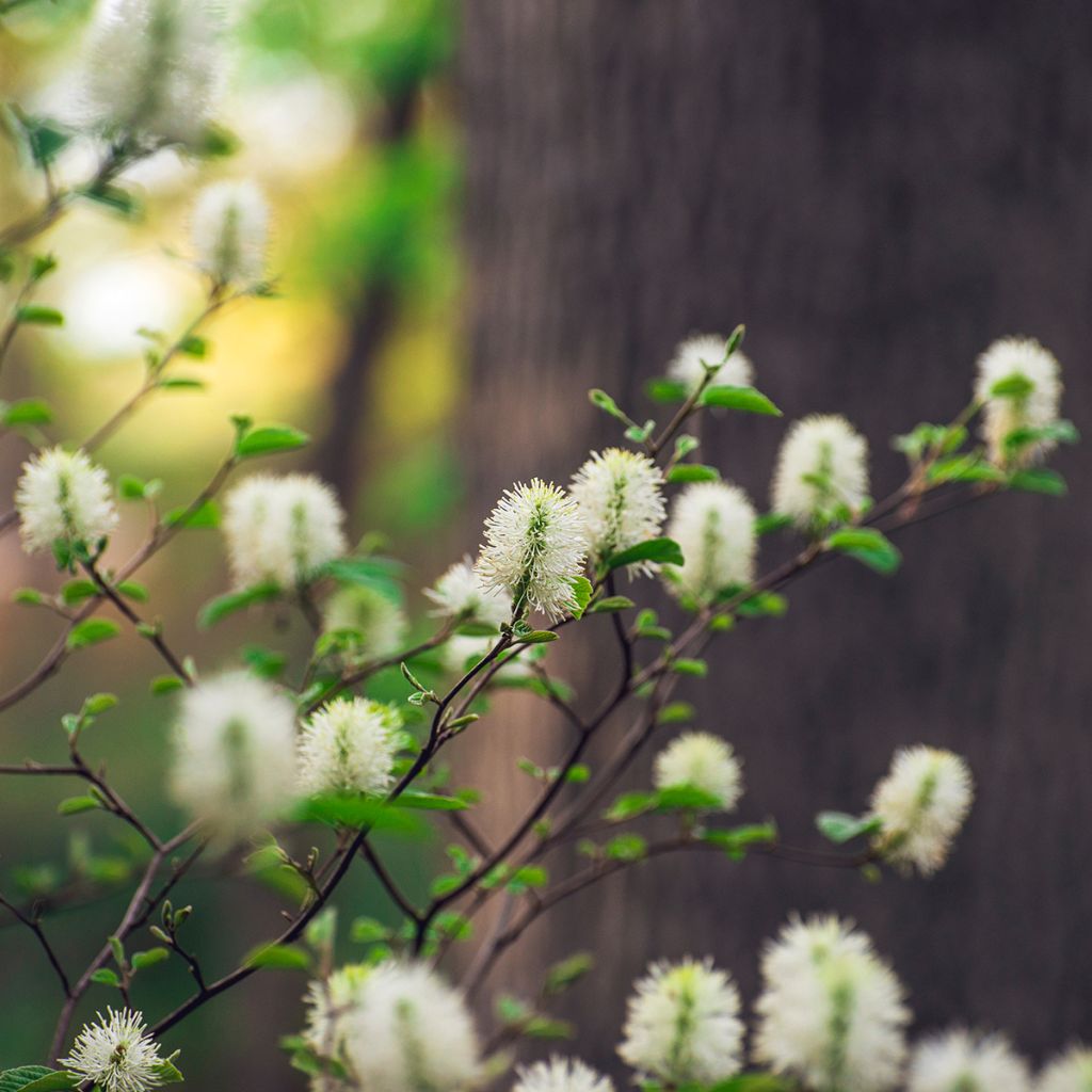 Höyhenpensas Suzanne