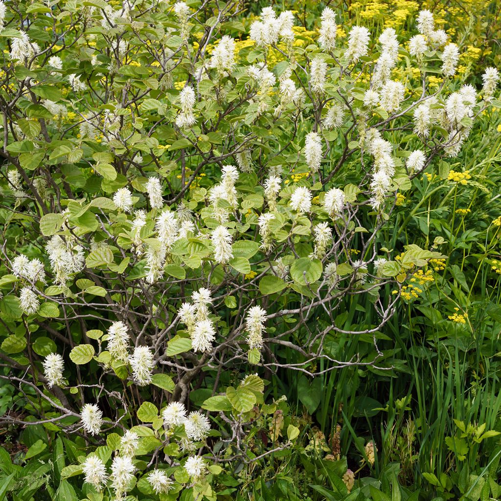 Höyhenpensas - Fothergilla gardenii