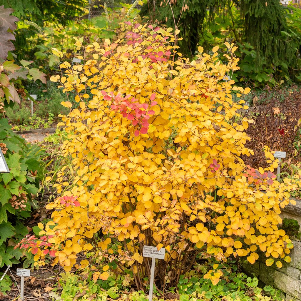 Höyhenpensas - Fothergilla gardenii