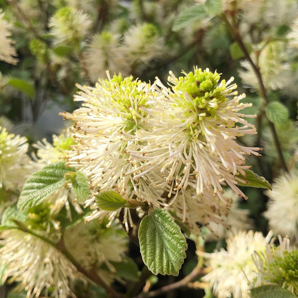Höyhenpensas - Fothergilla gardenii