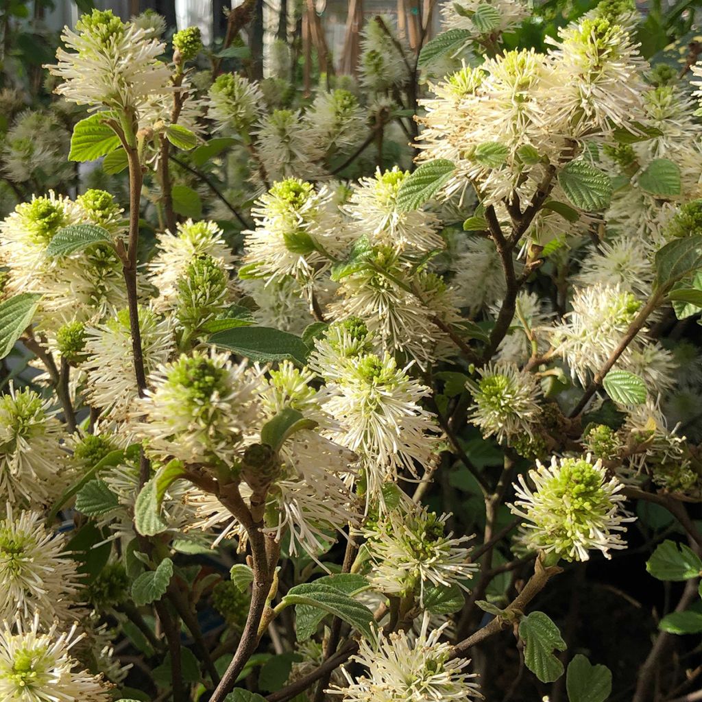 Höyhenpensas - Fothergilla gardenii
