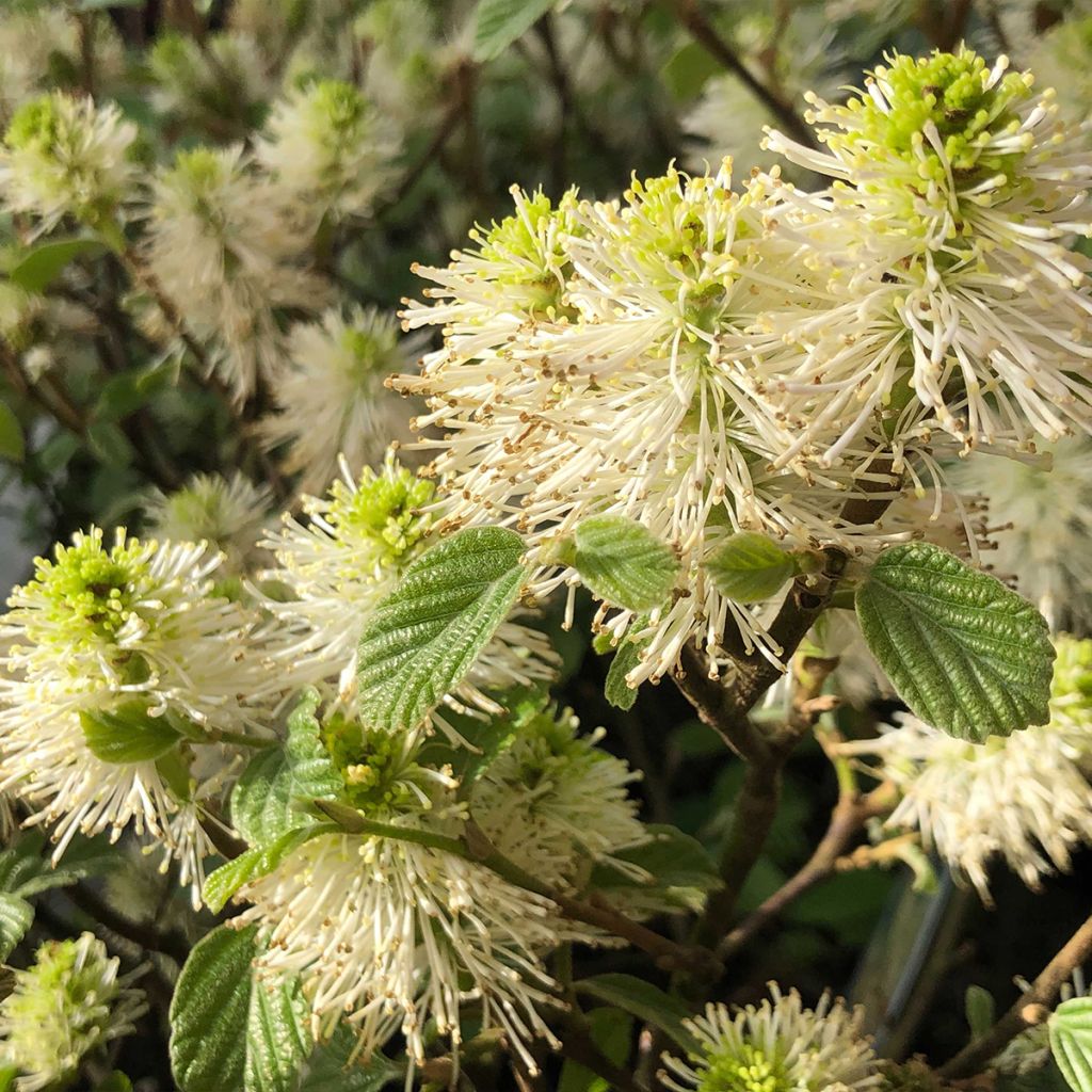 Höyhenpensas - Fothergilla gardenii
