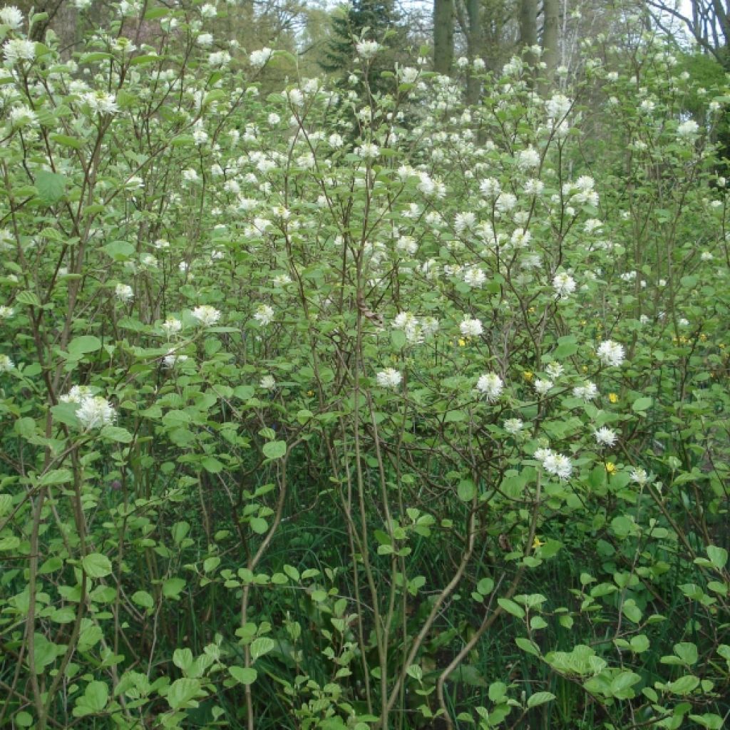 Höyhenpensas - Fothergilla major