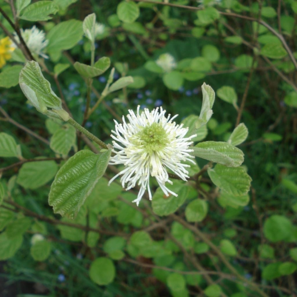 Höyhenpensas - Fothergilla major