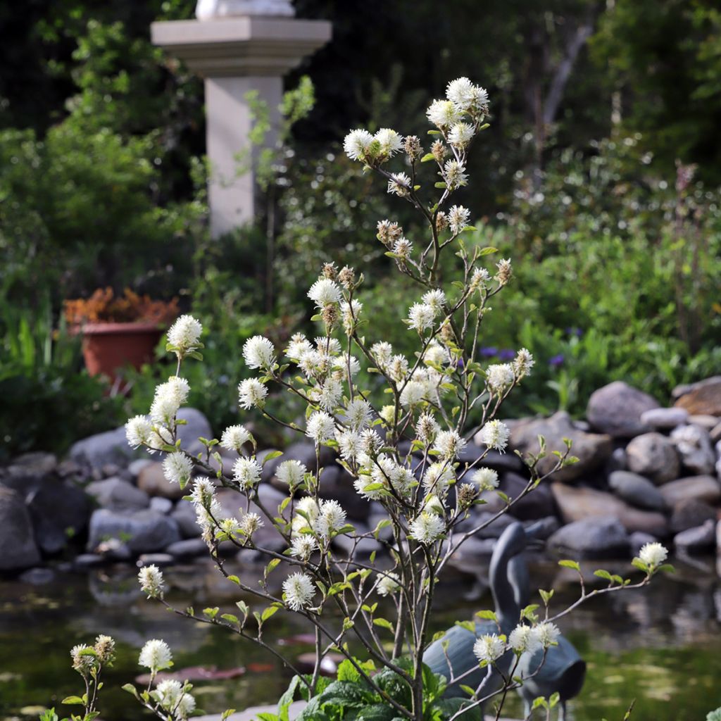 Höyhenpensas - Fothergilla major