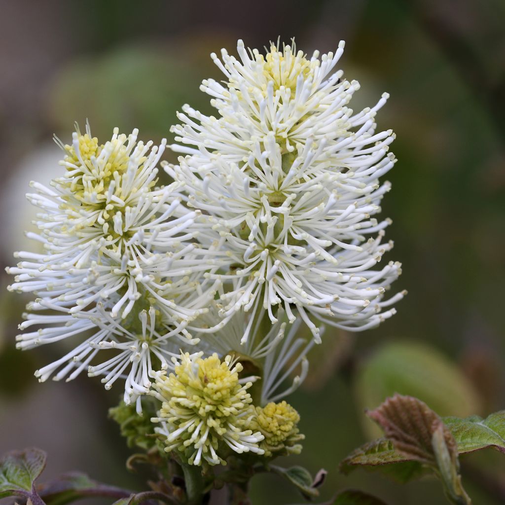 Höyhenpensas - Fothergilla major