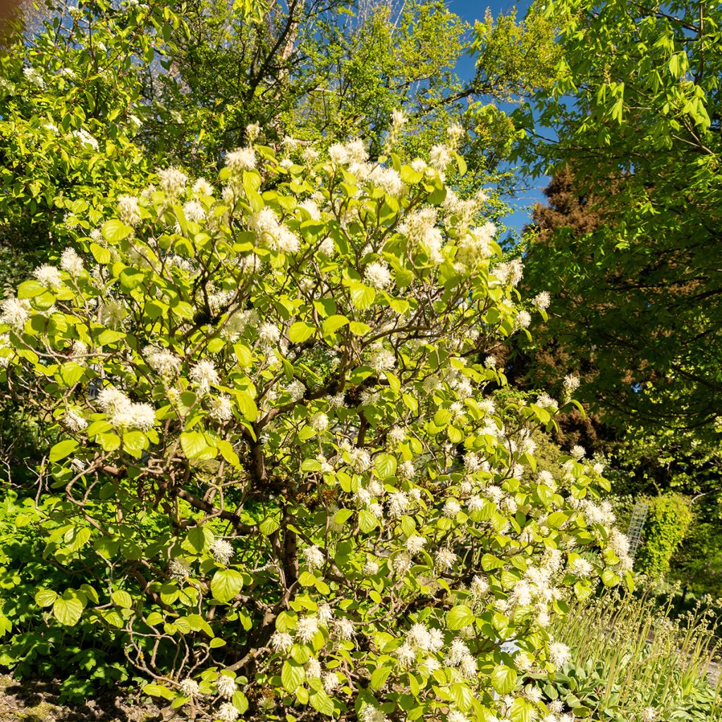 Höyhenpensas - Fothergilla major