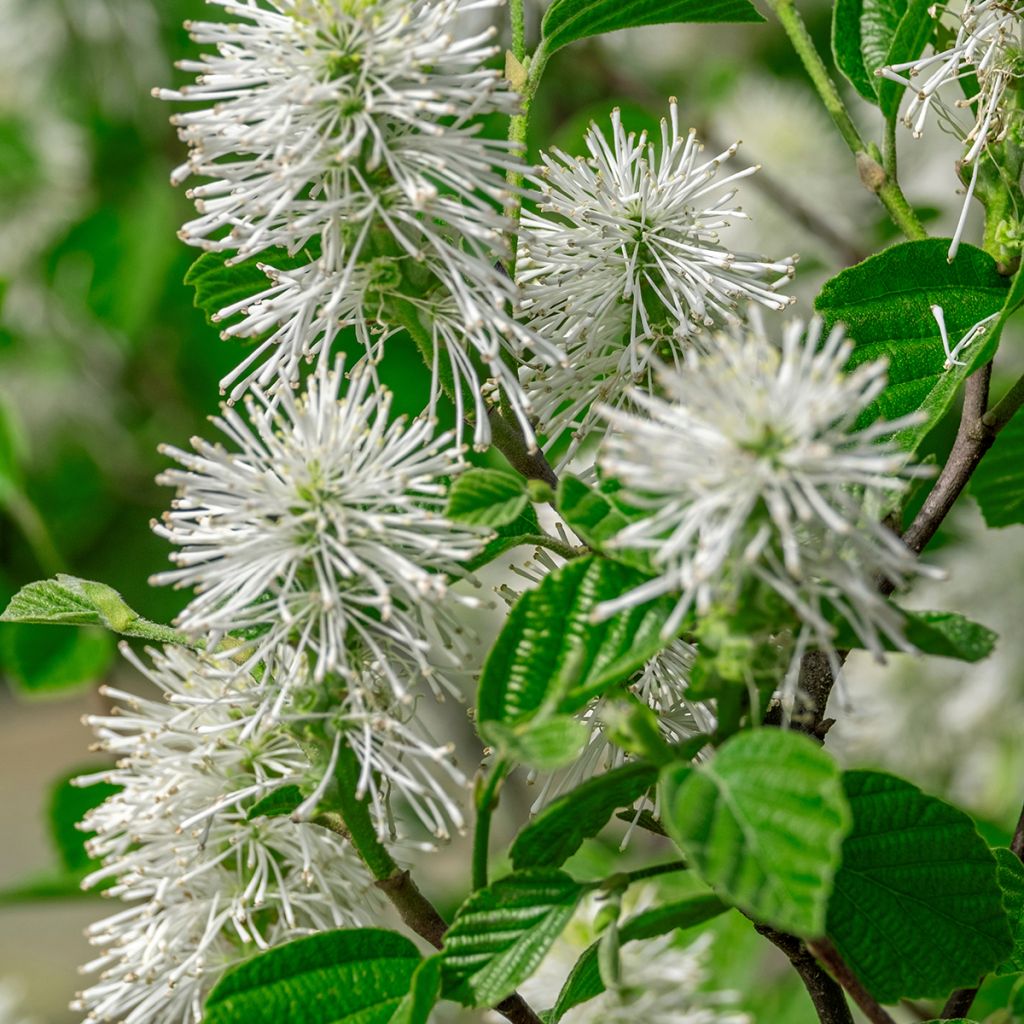 Höyhenpensas - Fothergilla major