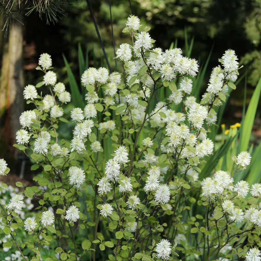 Höyhenpensas Red Licorice