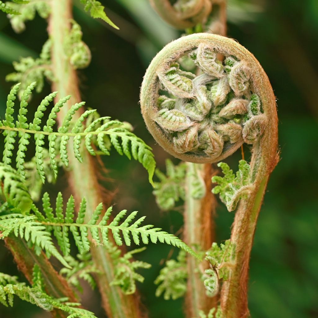 Partarankasaniainen - Dicksonia antarctica