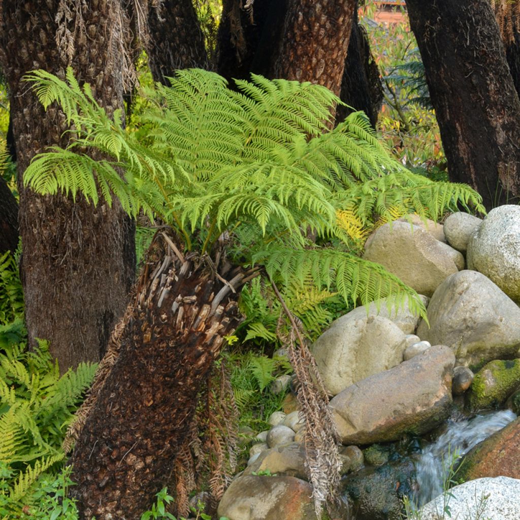 Partarankasaniainen - Dicksonia antarctica