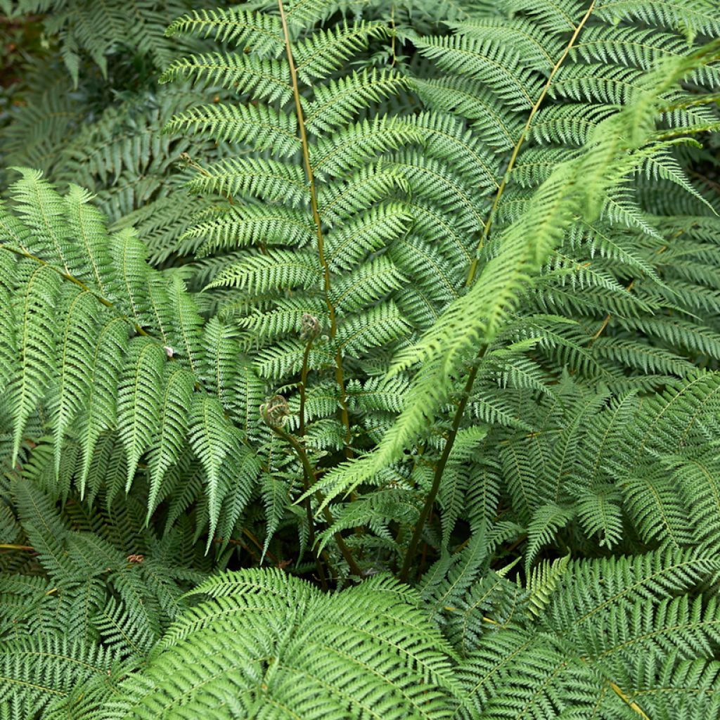 Partarankasaniainen - Dicksonia antarctica