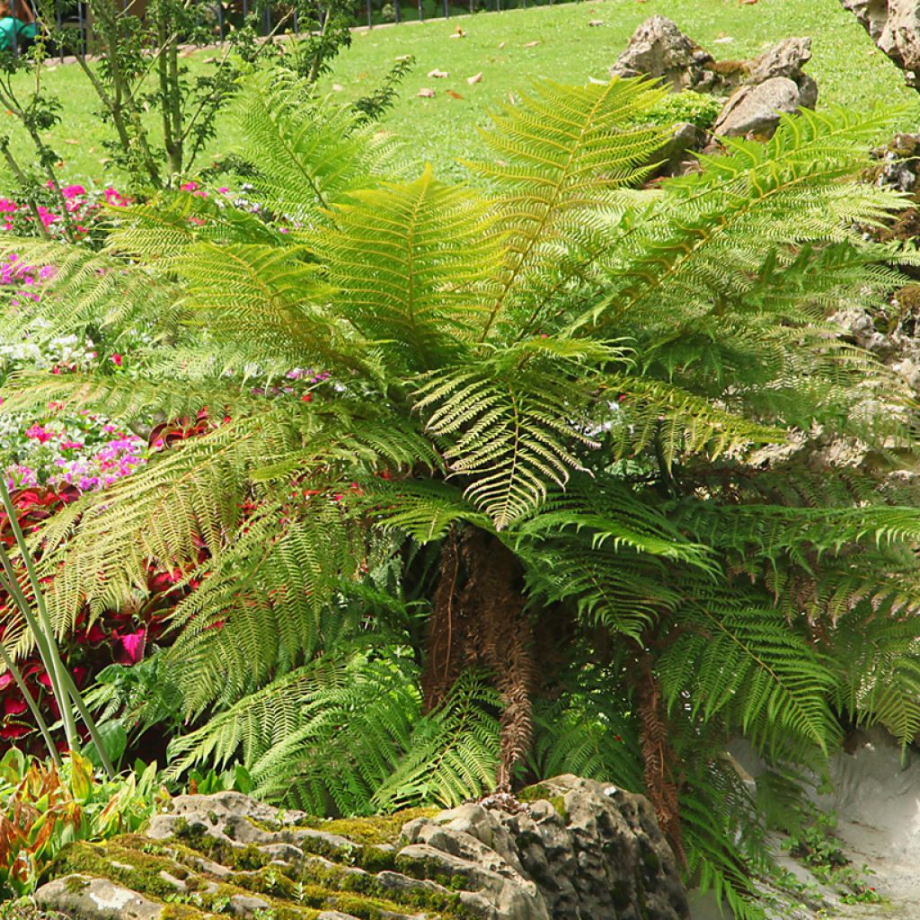 Partarankasaniainen - Dicksonia antarctica
