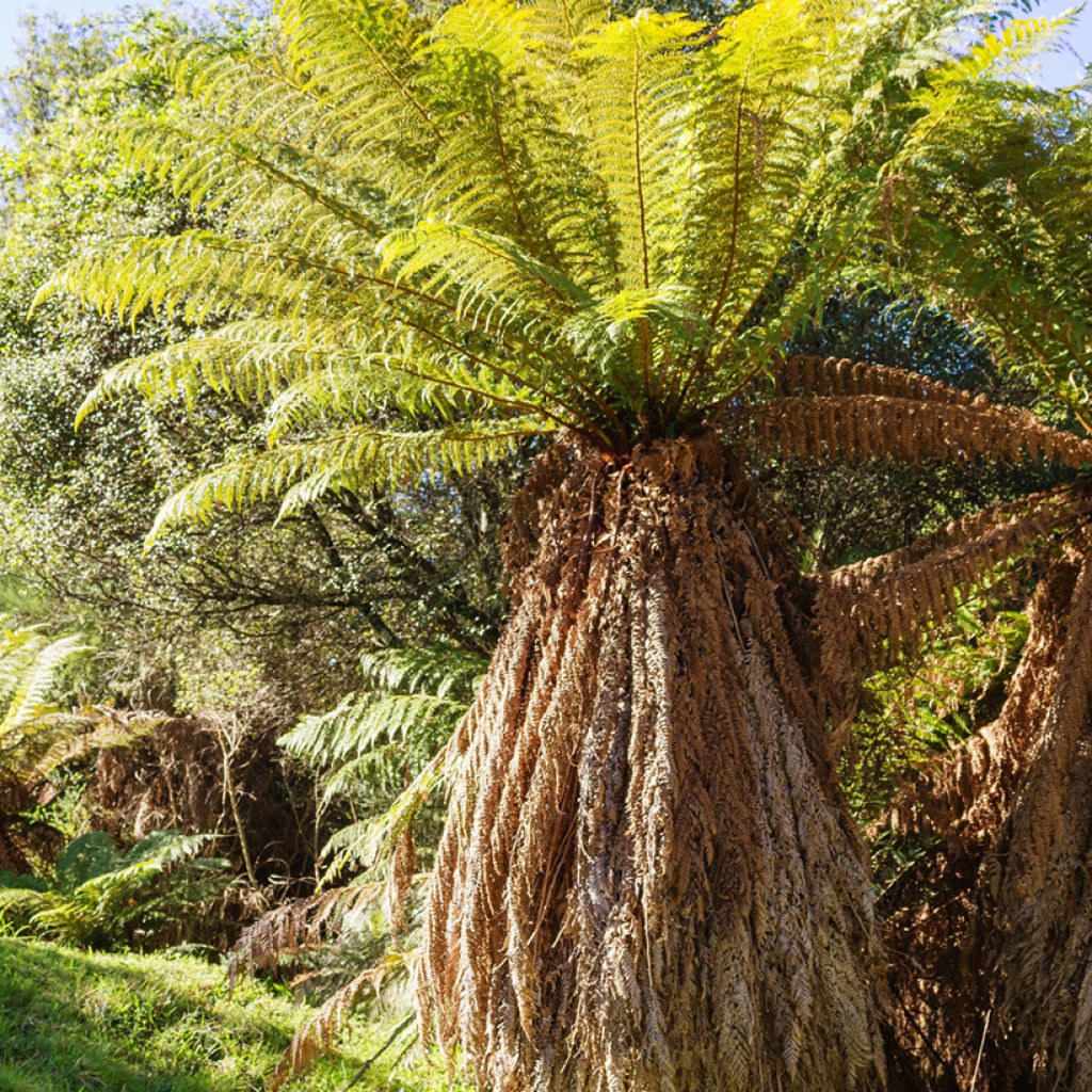 Dicksonia fibrosa